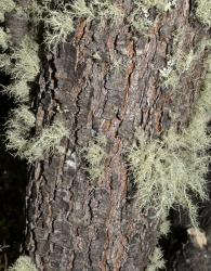 Nothofagus antarctica: bark of a mature tree.
 Image: K.A. Ford © Landcare Research 2015 CC BY 3.0 NZ